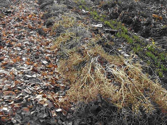 Посадка лука на зелень под зиму в открытый грунт