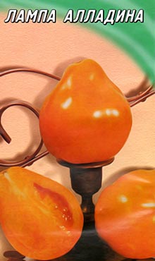 Среднеплодный сорт самоопыляемых томатов Лампа Алладина