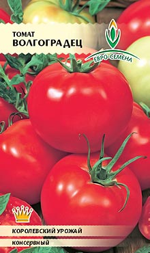 Сорт самоопыляемых томатов с высокой степенью лежкости Волгоградец