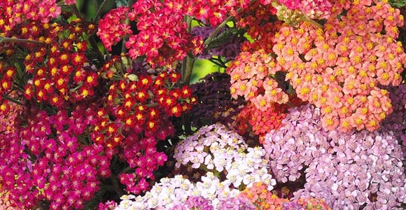 Календарь цветовода на декабрь – подготовка семян цветов к хранению, сроки хранения собранных семян