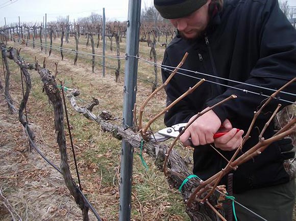 Подготовка винограда к зиме — подкормка, обрезка и утепление