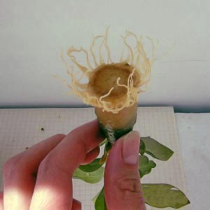 фото выращивания из черенков