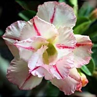 Adenium Obesum Bonanza