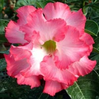 Adenium Obesum Mermaid