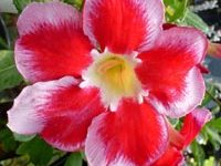 Adenium Obesum Santa Clause