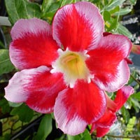 Adenium Obesum Santa Clause