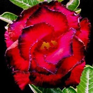 Amazine Rose