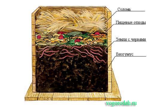 как развести червей в огороде