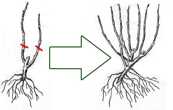 схема обрезки черной смородины в первый год