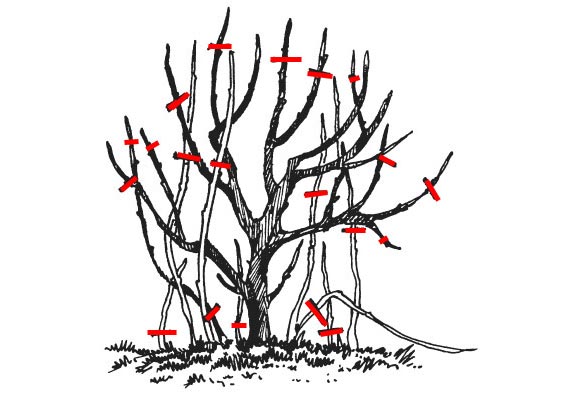 схема обрезки черной смородины в третий год