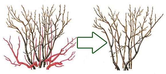 схема обрезки черной смородины на пятый год