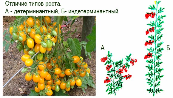 отличие типов роста детерминантных и идетерминантных томатов
