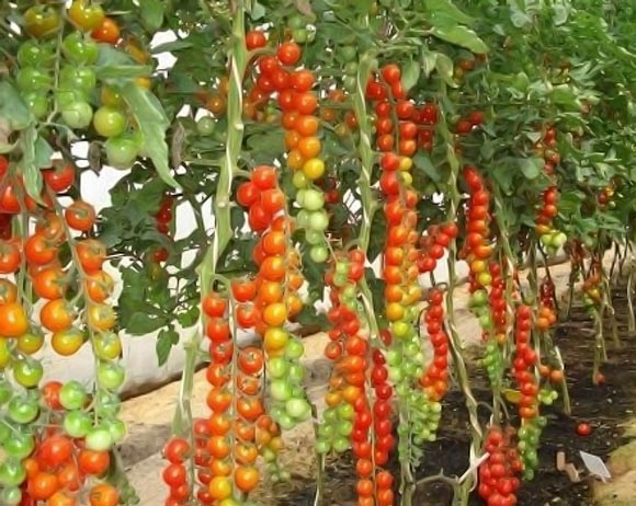 Детерминантные и индетерминантные сорта томатов: различия и особенности в выращивании