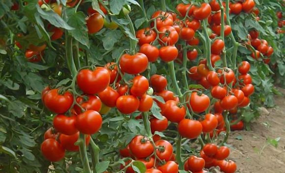 индетерминантные помидоры