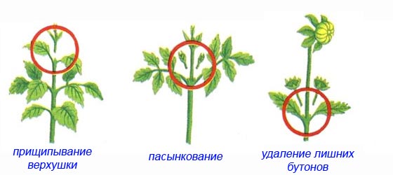 георгины посадка и уход