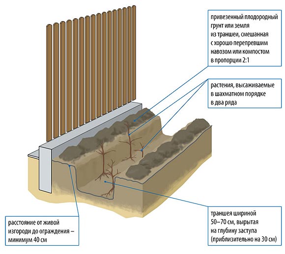 схема посадки живой изгороди из туи