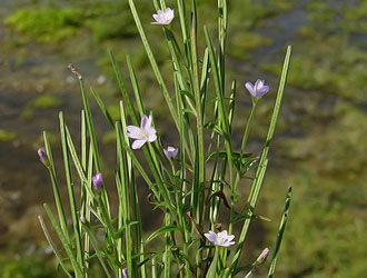 Кипрей болотный (Epilobium palustre)
