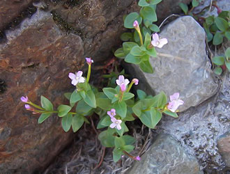 Кипрей альпийский (Epilobium alpinum)