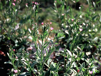 Кипрей мелкоцветковый (Epilobium parviflorum Schreb)