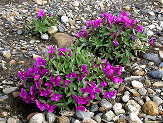 Кипрей широколистный (Epilobium latifolium)