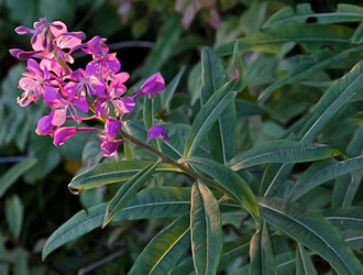 Кипрей узколистный (Epilobium angustifolium)