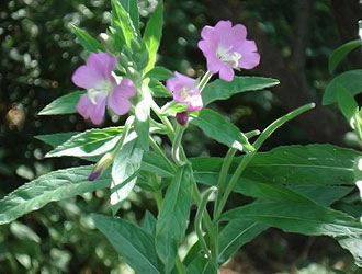 кипрей волосистый (Epilobium hirsutum)