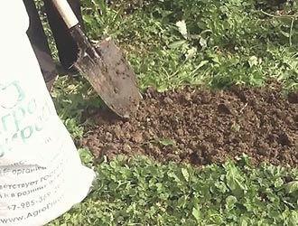 почва для посадки ремонтантной клубники осенью