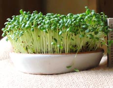 кресс салат выращивание на подоконнике
