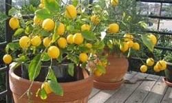 домашний лимон
