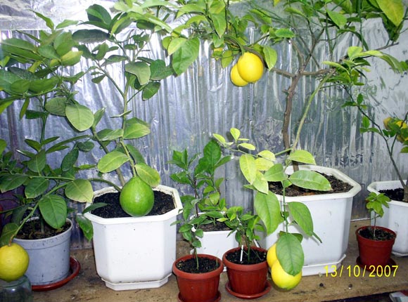 лимон мейера выращивание в домашних условиях
