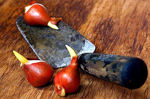 посадка луковичных