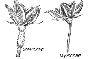 отличие женского цветка от мужского у момордики