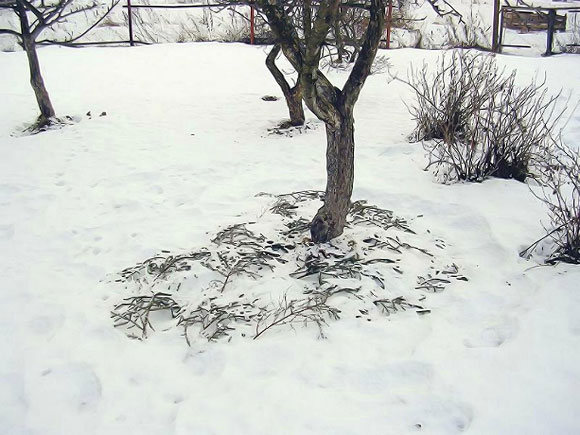 Снег в приствольных кругах зимой отаптывают от мышей