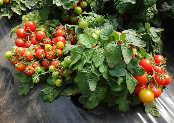 томаты без пасынкования для открытого грунта