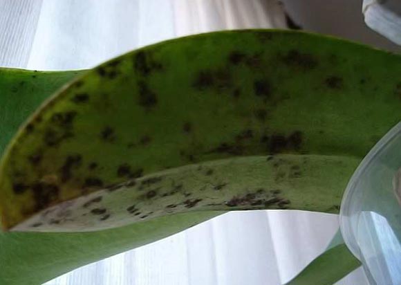 черные пятна на орхидеи дендробиум