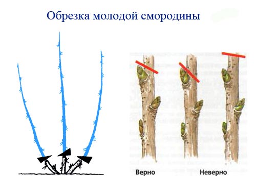 обрезка молодой смородины