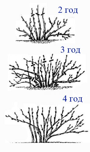 обрезка старого куста смородины