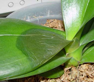 Пораженные эрвинией ткани орхидей