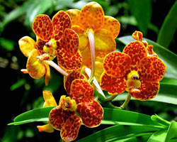 цветение орхидеи фаленопсис