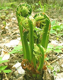 фото орляк обыкновенный