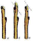 как правильно обрезать яблони  рис. 5