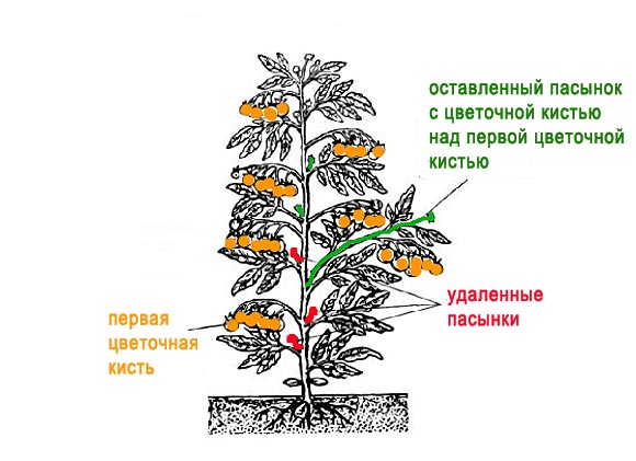 Сколько пасынков. Схема пасынкования томатов. Умеренное пасынкование томатов схема. Формирование томатов в теплице в два стебля схема. Схема формирования томатов в 1 стебель.