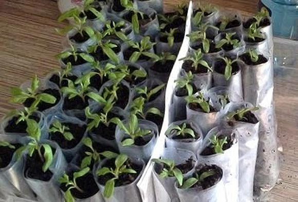 выращивание рассады томатов в пеленках