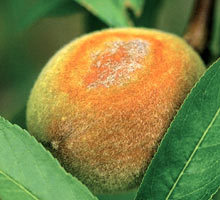 мучнистая роса на персике