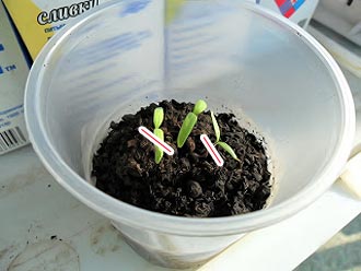 Как посадить помидоры без пикировки