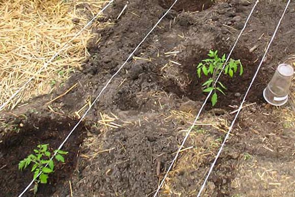 почва для томатов