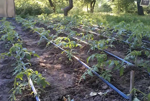 капельный полив томатов в открытом грунте