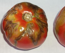 Томатная мозаика на помидорах