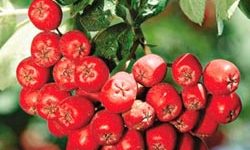 ягоды рябины полезные свойства