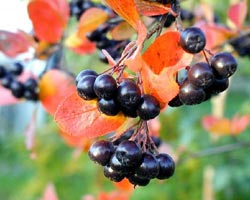 плоды черноплодной рябины